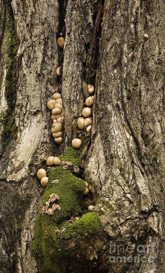 Tree Photograph - Moss-shrooms on a Tree by Carol Lynn Coronios