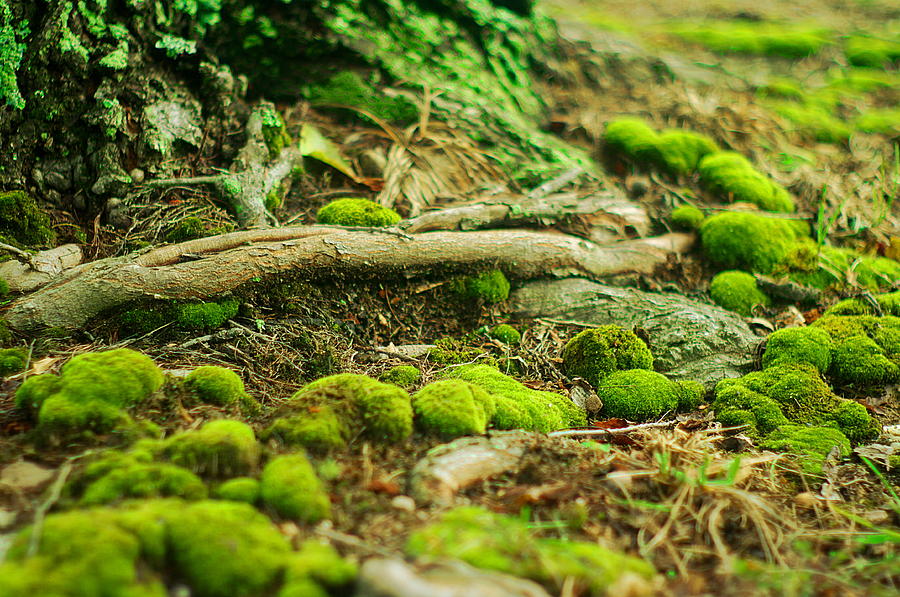 Moss Surrounding A Tree Trunk Photograph by Suzanne Powers