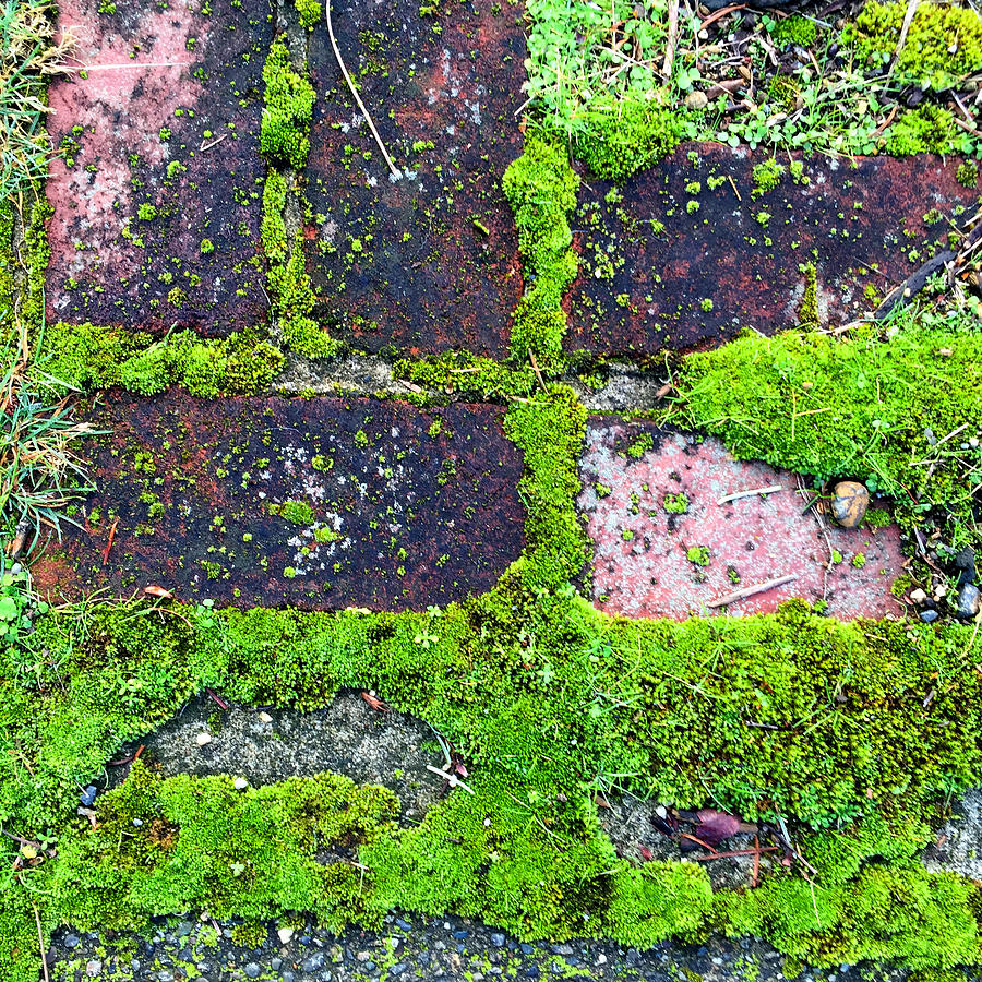 Moss Texture Abstract Photograph by Nancy Merkle