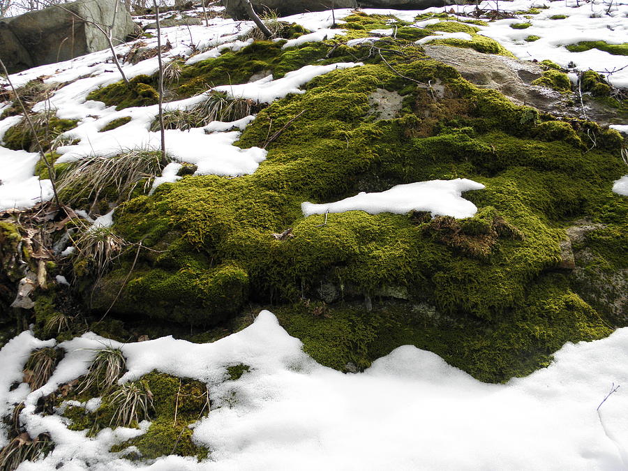 Moss Photograph by William Haggart