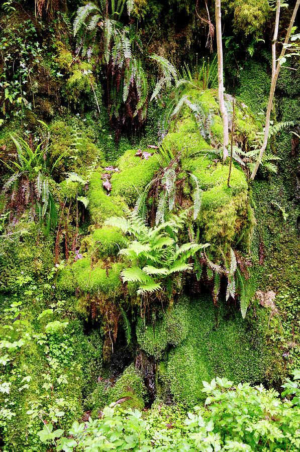 Mosses And Ferns Photograph by Paul Avis/science Photo Library - Pixels