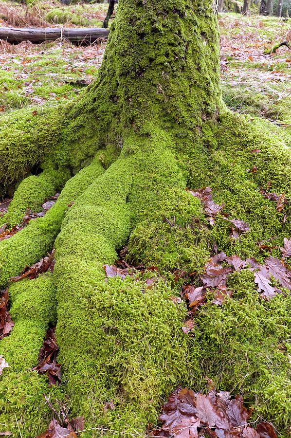 Mosses At The Base Of An Oak Tree Photograph by Dr Jeremy Burgess/science Photo Library