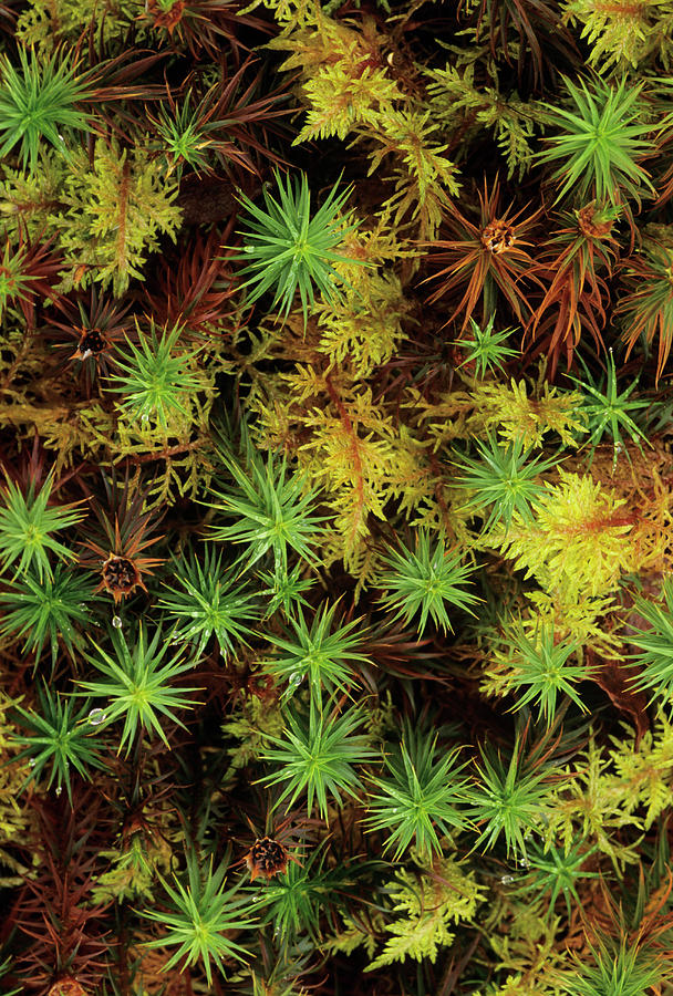 Mosses Photograph by Science Photo Library Mosses Photograph by Science Photo Library