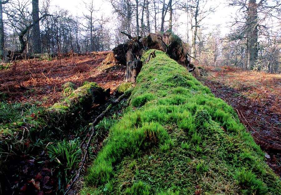 Mosses On Fallen Birch Trunk Photograph by Science Photo Library Mosses On Fallen Birch Trunk Photograph by Science Photo Library