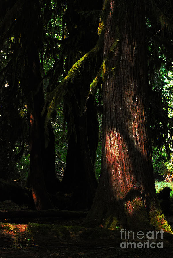 Mossy Arms in Spooky Forest. Olympic National Park Photograph by Connie Fox