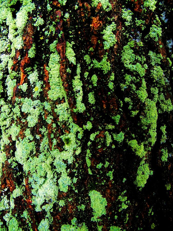 Nature Photograph - Mossy Bark 2 by Mark Malitz