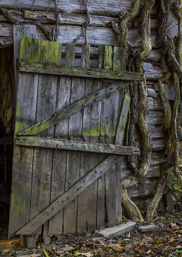 Mossy Barn Door Photograph by Amber Kresge