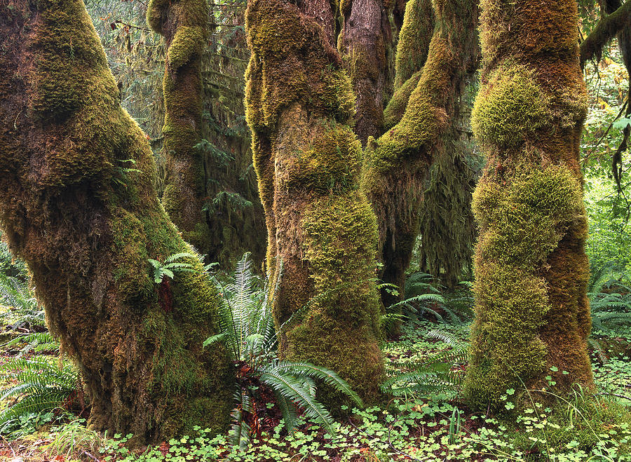 Mossy Big Leaf Maples in Hoh Rainforest Photograph by Tim Fitzharris