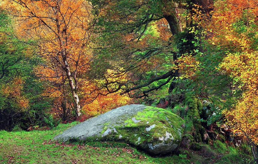 County Wicklow Photograph - Mossy Boulder In The Autumn Forest by Mammuth County Wicklow Photograph - Mossy Boulder In The Autumn Forest by Mammuth