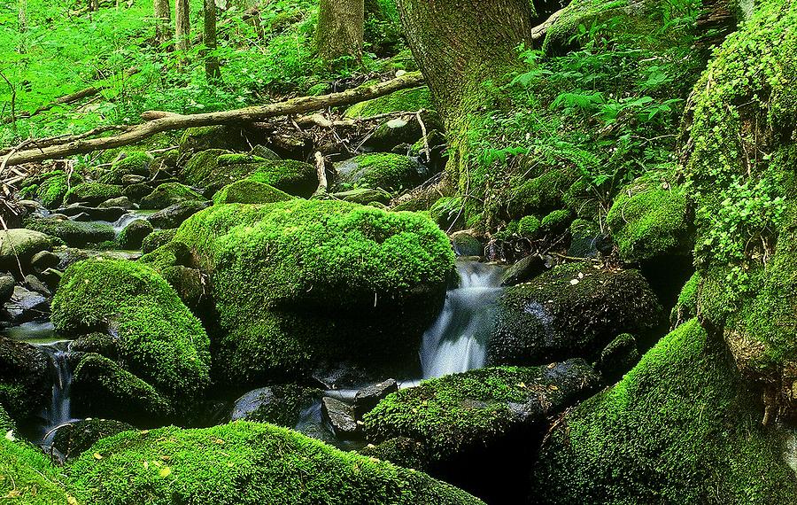 Mossy Boulders Photograph by Rodney Lee Williams