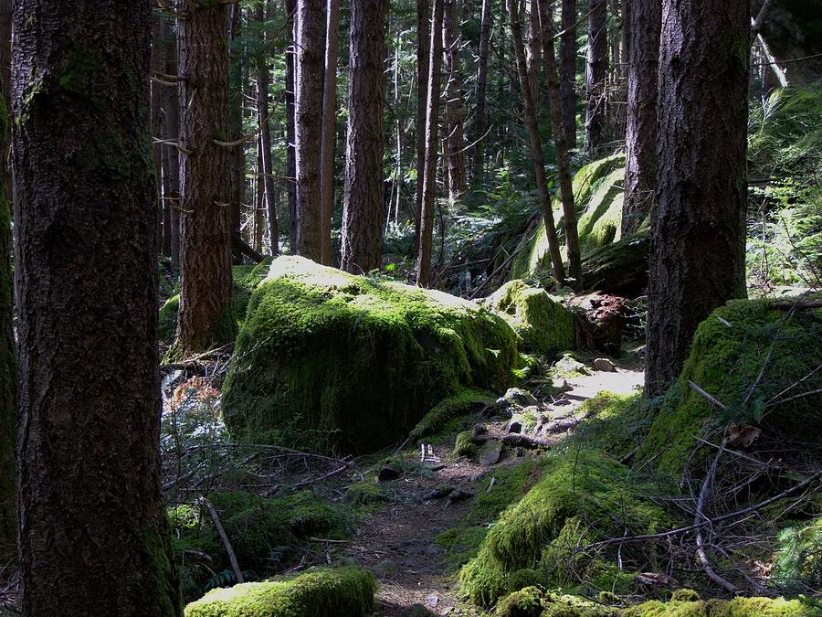 Mossy boulders Photograph by Will LaVigne