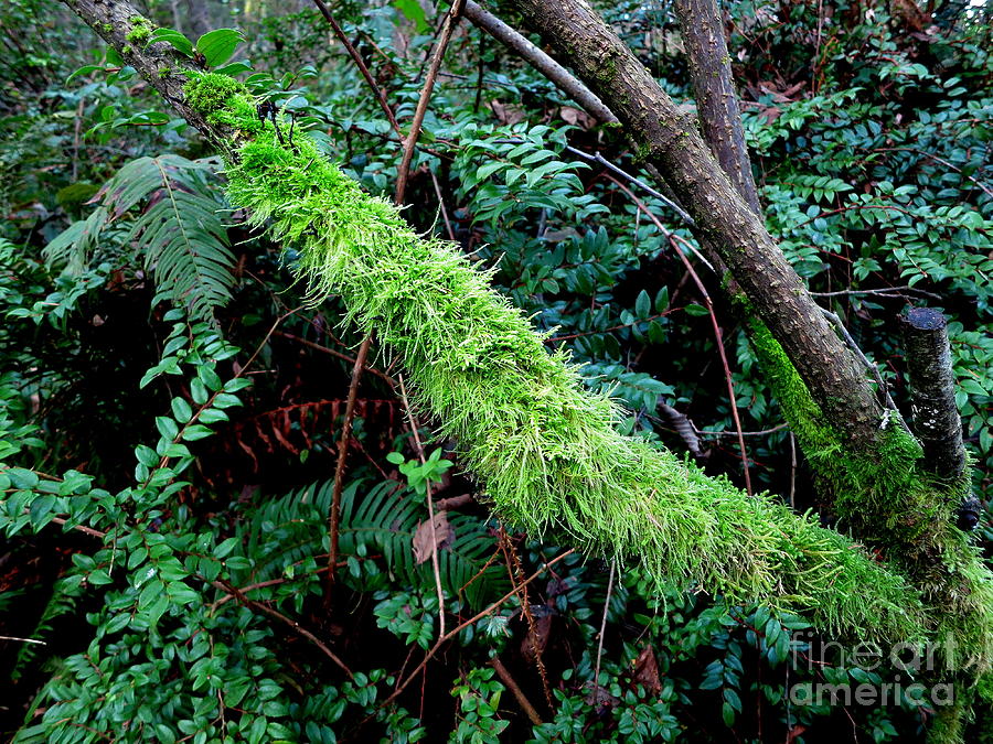 Mossy Branch Photograph by Tatyana Searcy