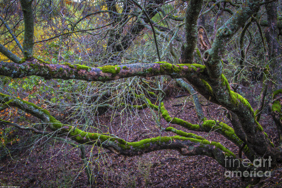 Mossy Buckeye Tree Photograph by Mitch Shindelbower