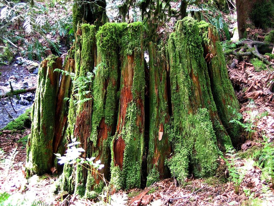 Mossy Cedar Stump Photograph by Will Borden