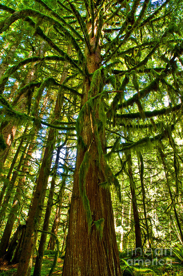Mossy Covered Tree Photograph by Terry Elniski