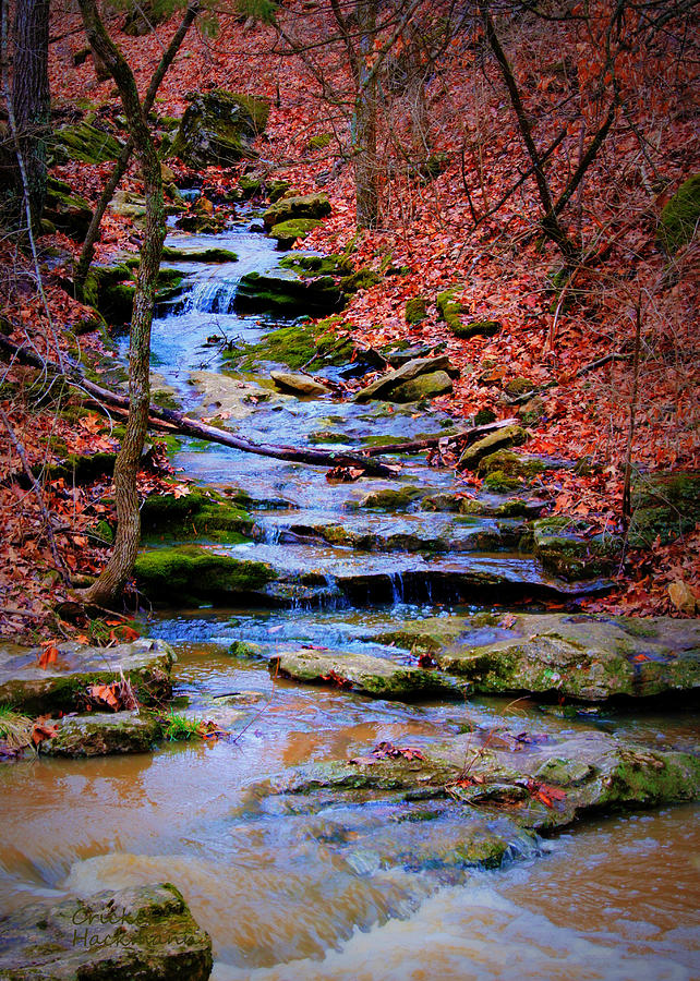 Spring Photograph - Mossy Creek by Cricket Hackmann