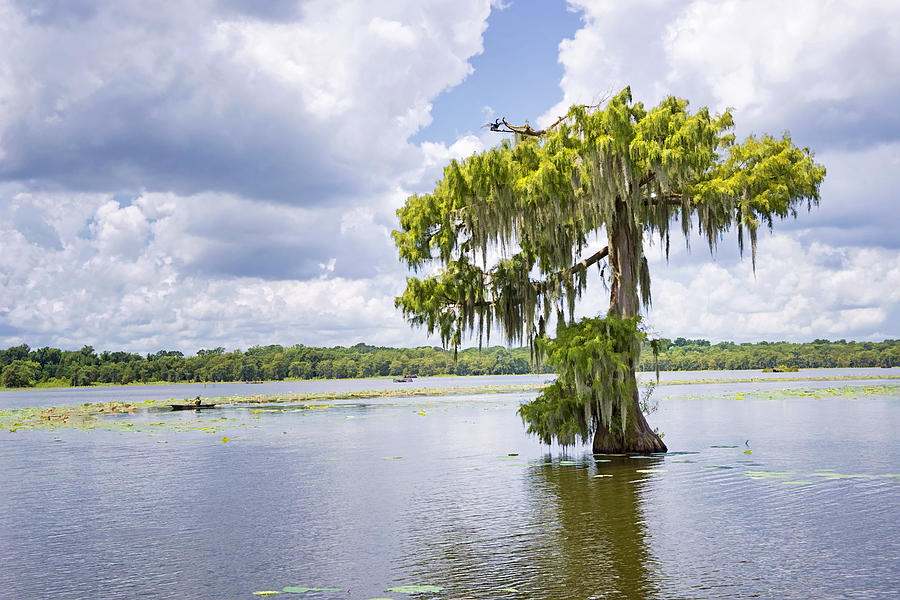 Mossy Cypress on Lake Martin Photograph by Bonnie Barry