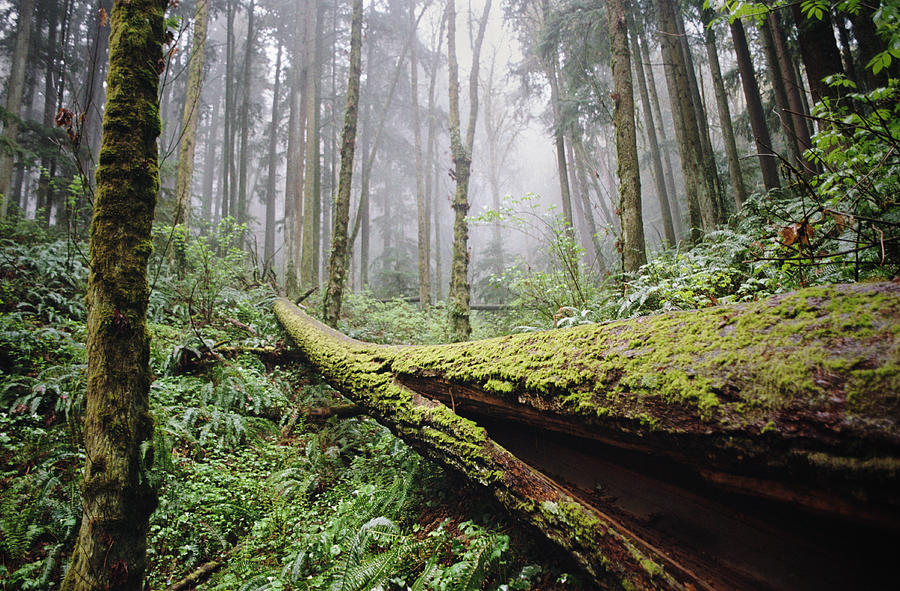 Mossy Fallen Log In Foggy Forest Photograph by Danielle D. Hughson