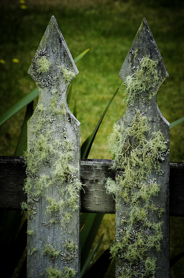 Mossy Fence Photograph by Craig Perry-Ollila
