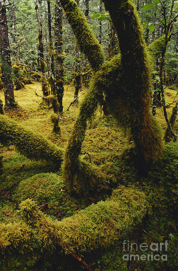 Mossy Forest, Alaska Photograph by Gregory G. Dimijian, M.D.