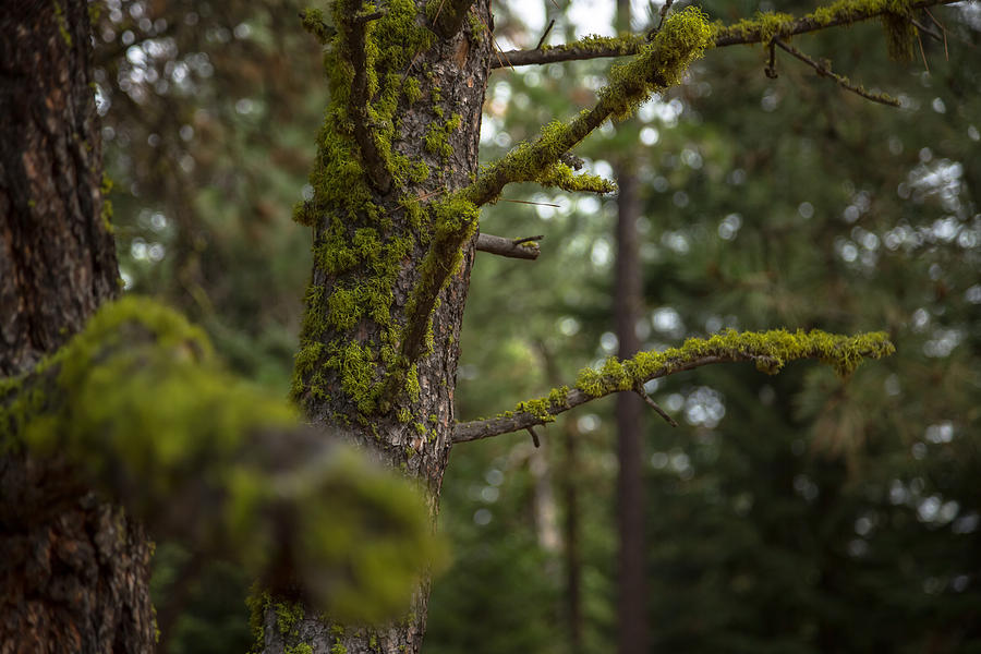 Mossy Forest ii Photograph by Ryan Heffron