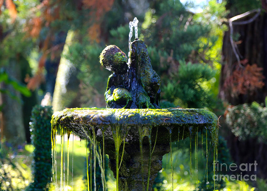 Mossy Fountain Photograph by Carol Groenen