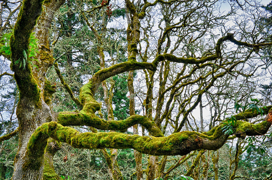 Mossy Green Photograph by Kevin Munro