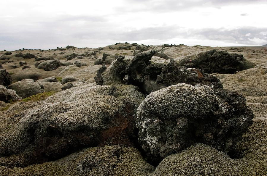 Mossy Lava Field Photograph by Thomas Fredberg/science Photo Library