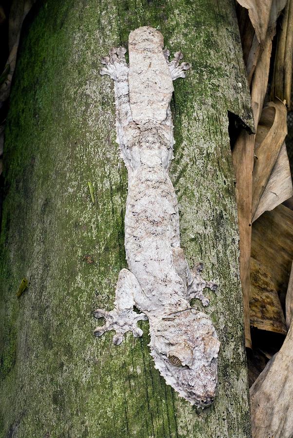 Nature Photograph - Mossy Leaftail Gecko On A Tree by Philippe Psaila/science Photo Library