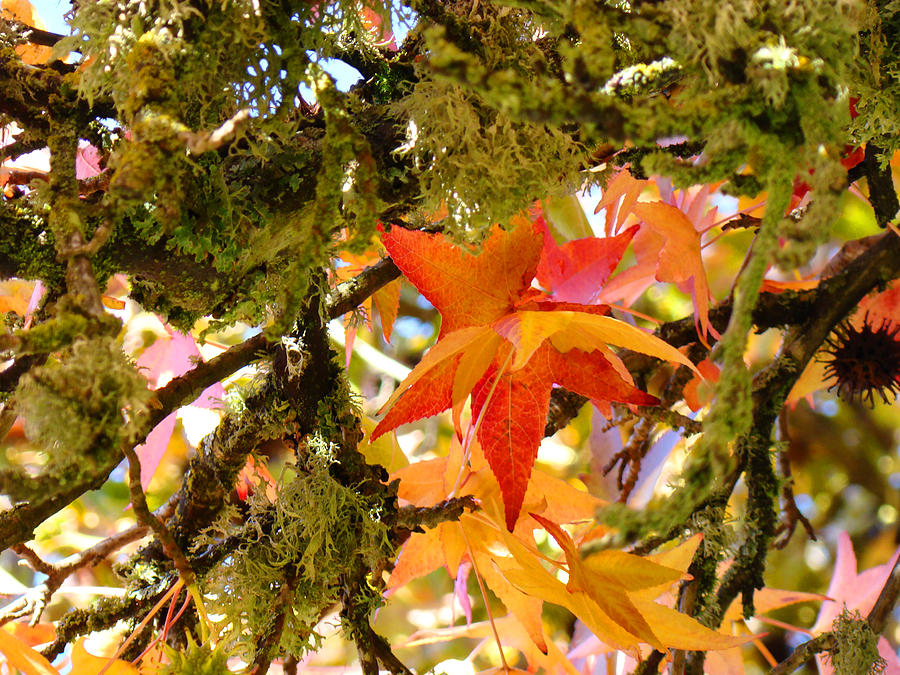 Fall Photograph - Mossy Lichen Tree Leaves Art Prints Autumn by Patti Baslee