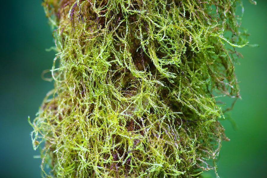 Mossy Limb Photograph by Allan Morrison