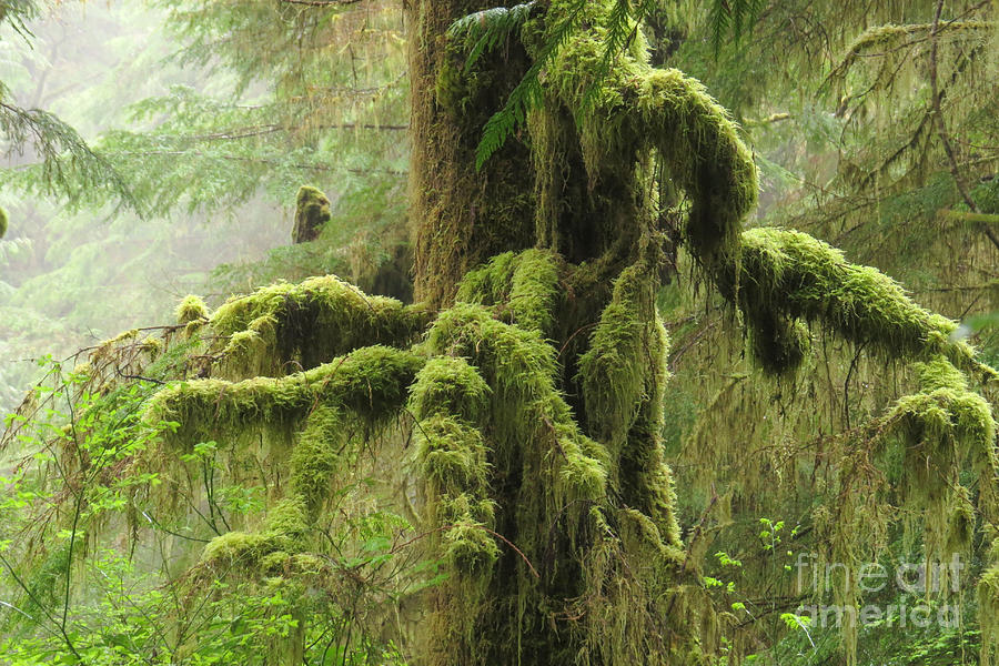 Nature Photograph - Mossy limbs by Frank Townsley