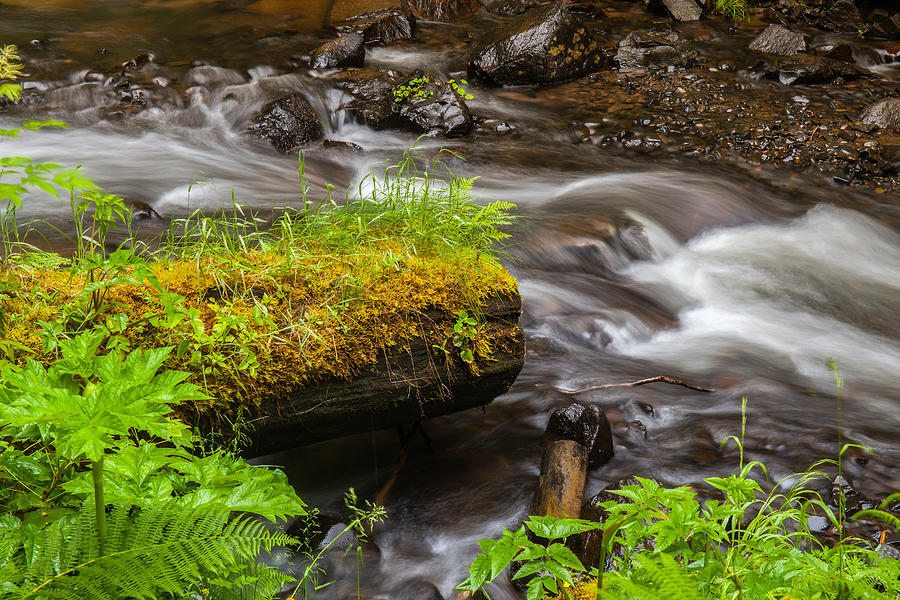 Canon Photograph - Mossy Log by Thomas Hall