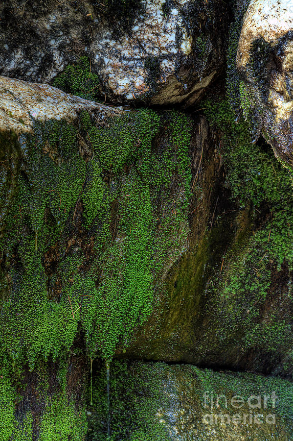 Mossy Moss Photograph by Rick Kuperberg Sr