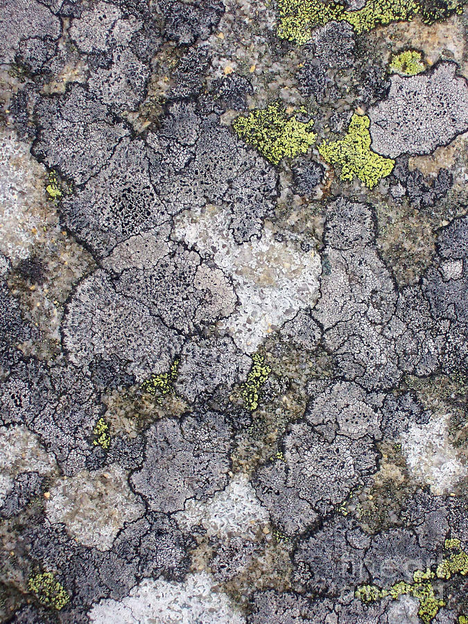 mossy rock texture seamless