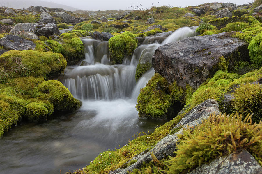 Mossy Mountain Stream Photograph by Photo By Hanneke Luijting