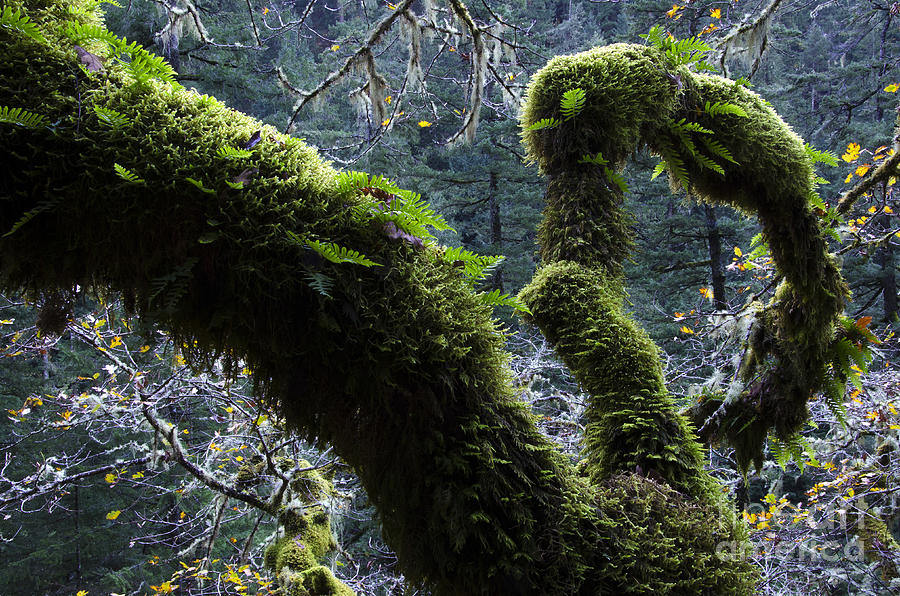 Tree Photograph - Mossy Oak Columbia River Gorge 1 by Bob Christopher