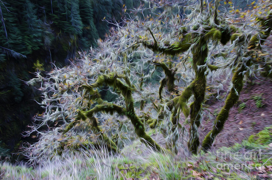Enchanted Spaces Mossy Oak Columbia River Gorge 4 Photograph by Bob Christopher
