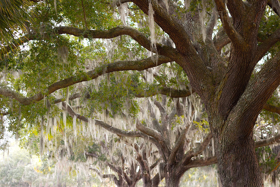 Tree Photograph - Mossy Oaks by Dawn MacGibbon