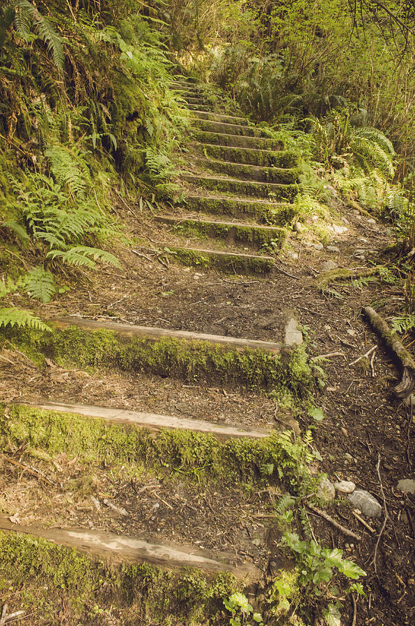 Mossy Path Photograph by Heather Applegate