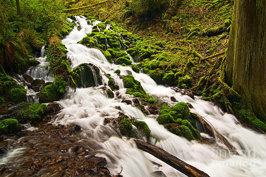 Tree Photograph - Mossy River flowing. by Jamie Pham