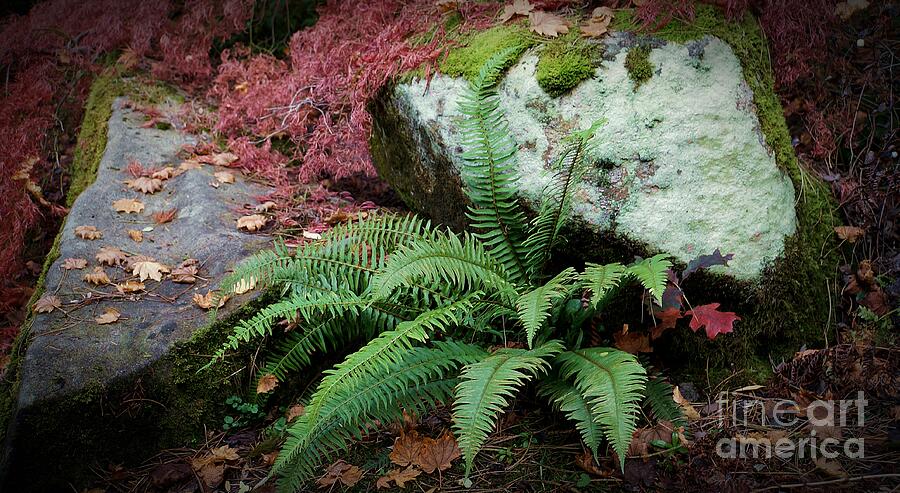 Mossy Rock and Fern Photograph by Patricia Strand