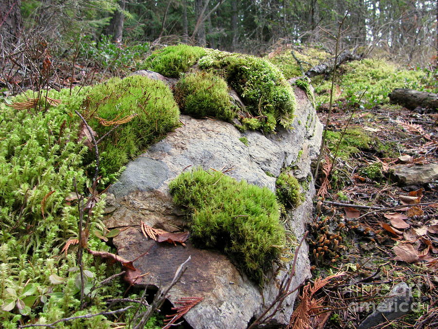 Mossy Rock Photograph by Leone Lund
