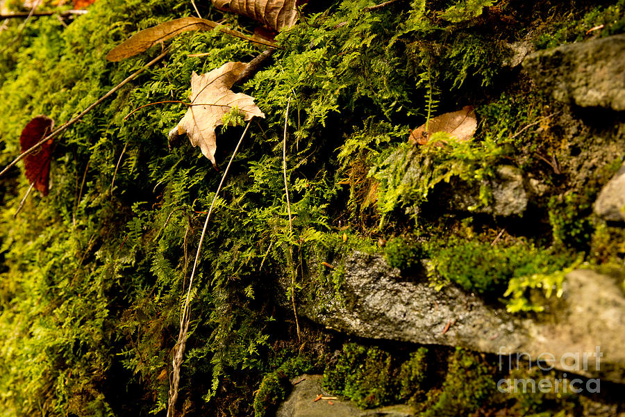 Mossy Rocks Photograph by Brad Marzolf Photography