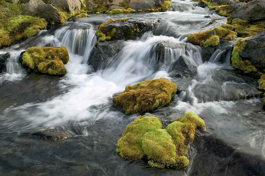 Mossy Rocks In Stream in Iceland Photograph by Cyril Ruoso