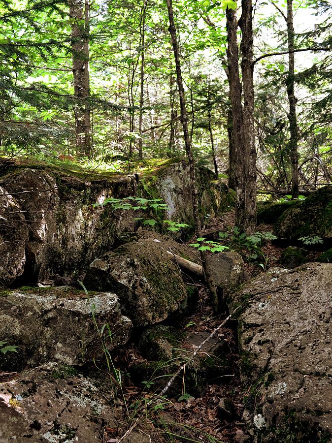Mossy Rocks in the Forest Photograph by Michelle Calkins