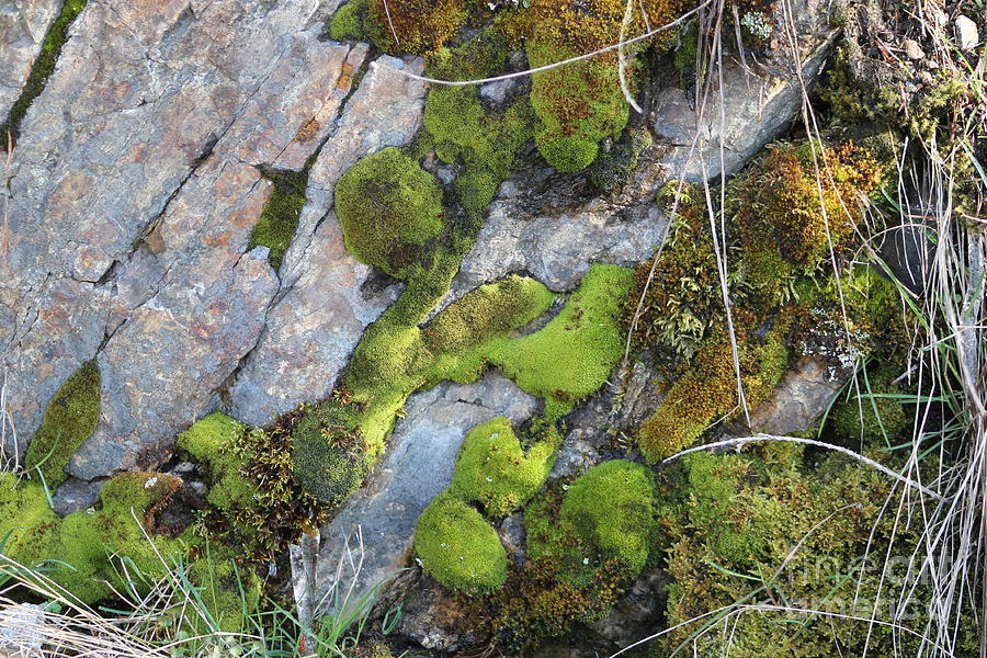 Mossy Rocks Photograph by Leone Lund