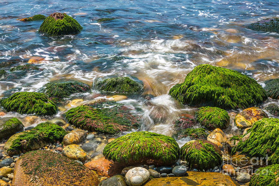 Mossy Rocks on Hunters Beach in Acadia Photograph by Susan Cole Kelly