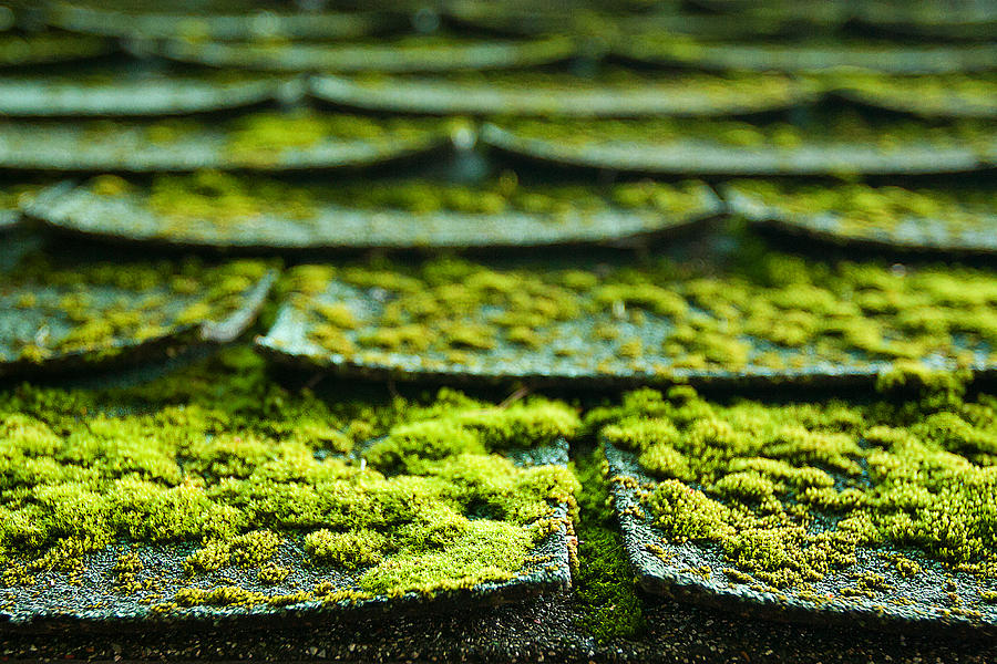 Mossy Roof Tiles Photograph by Lisa Chorny