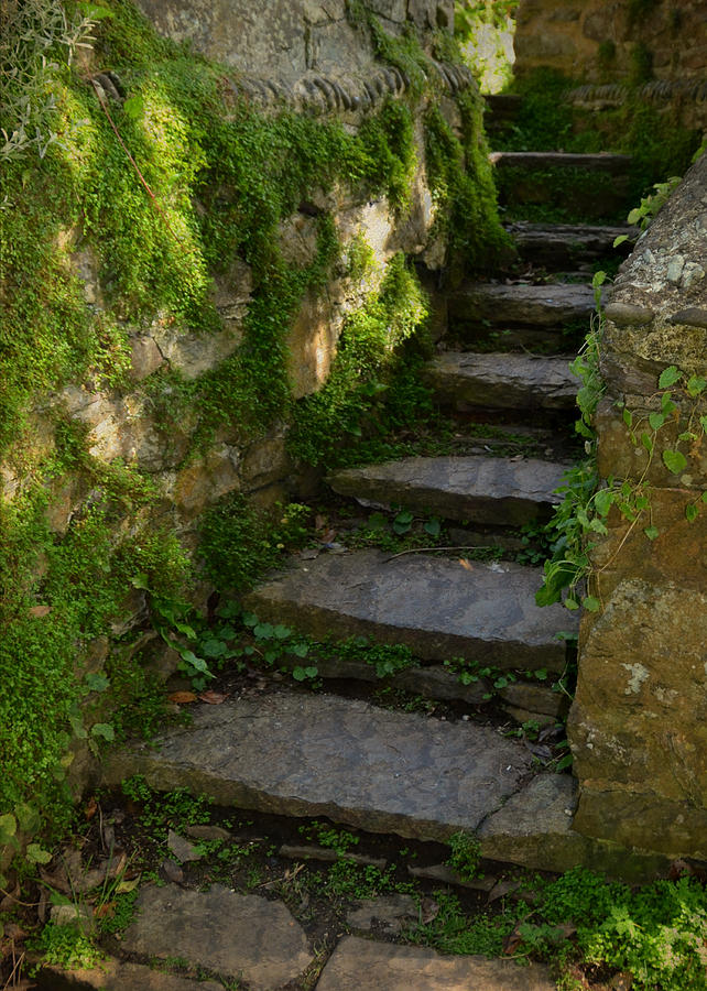 Mossy Steps Photograph by Carla Parris
